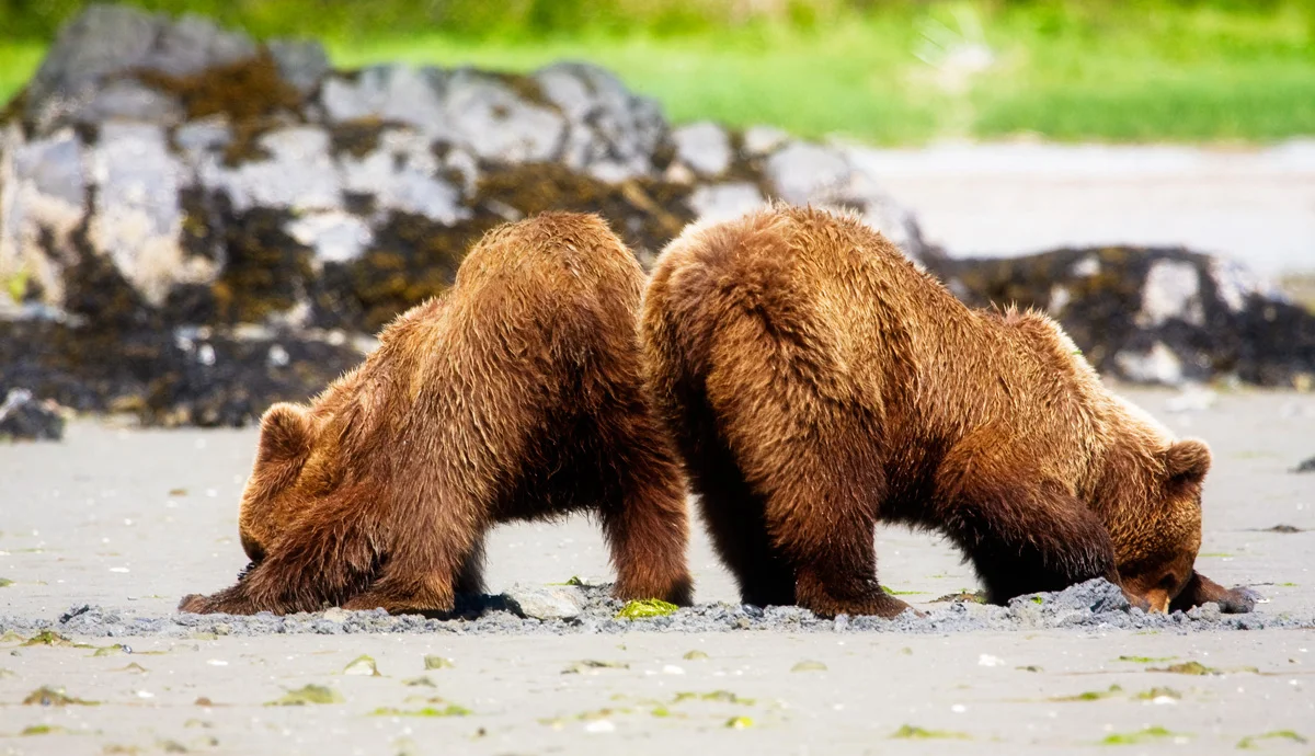 Katmai wilderness lodge   bear viewing in alaska wildlife guides in alaska Katmai Wilderness Lodge   Bear Viewing in Alaska Wildlife Guides in Alaska