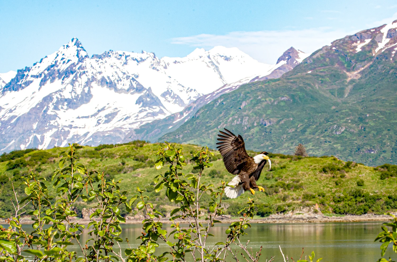 Bald eagle Katmai Wilderness Lodge   Bear Viewing in Alaska Wildlife Guides in Alaska