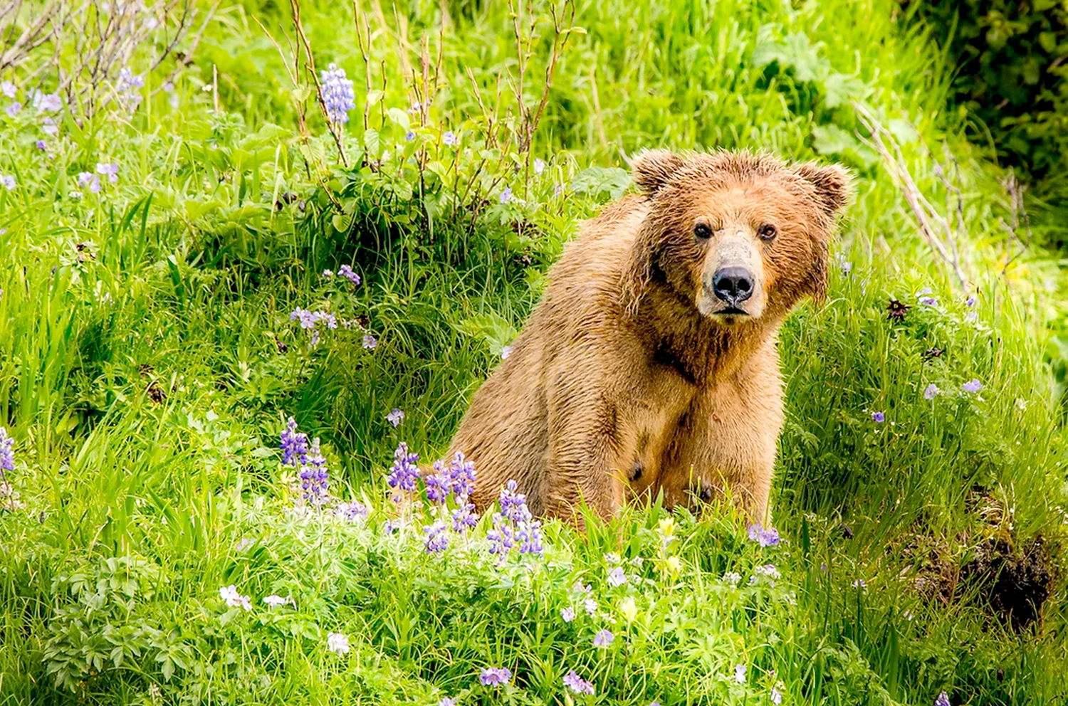 Coastal brown bear Katmai Wilderness Lodge   Bear Viewing in Alaska Wildlife Guides in Alaska
