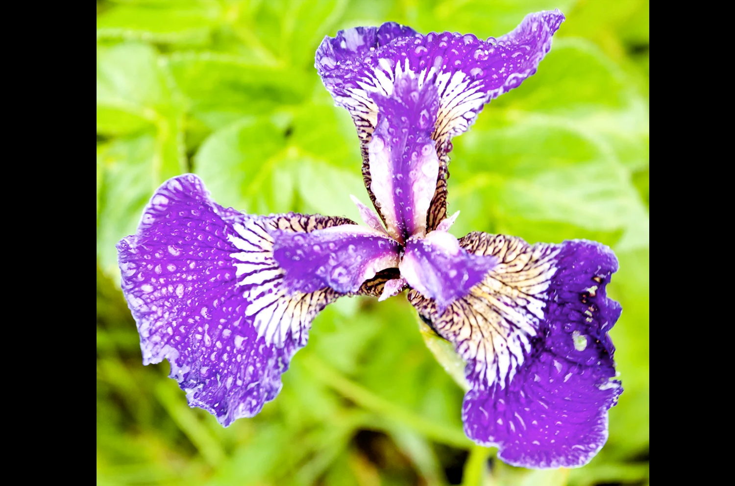 Flora and Fauna of Alaska