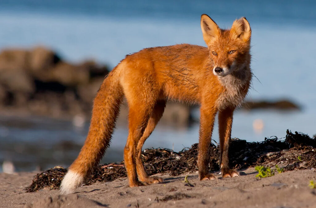 Fox viewing in alaska Fox Viewing in Alaska