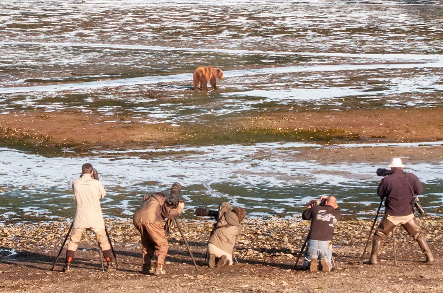 Wildlife Guides in Alaska A group of photographers with tripods aiming at a brown bear standing in shallow water along a rocky shoreline.