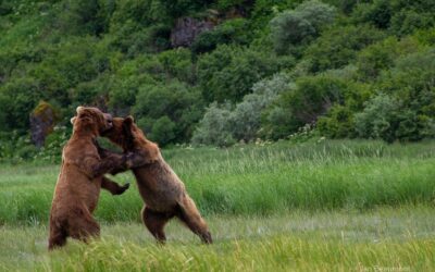 A Heart­warm­ing En­counter in the Wild: The Tale of Two Bear Cubs