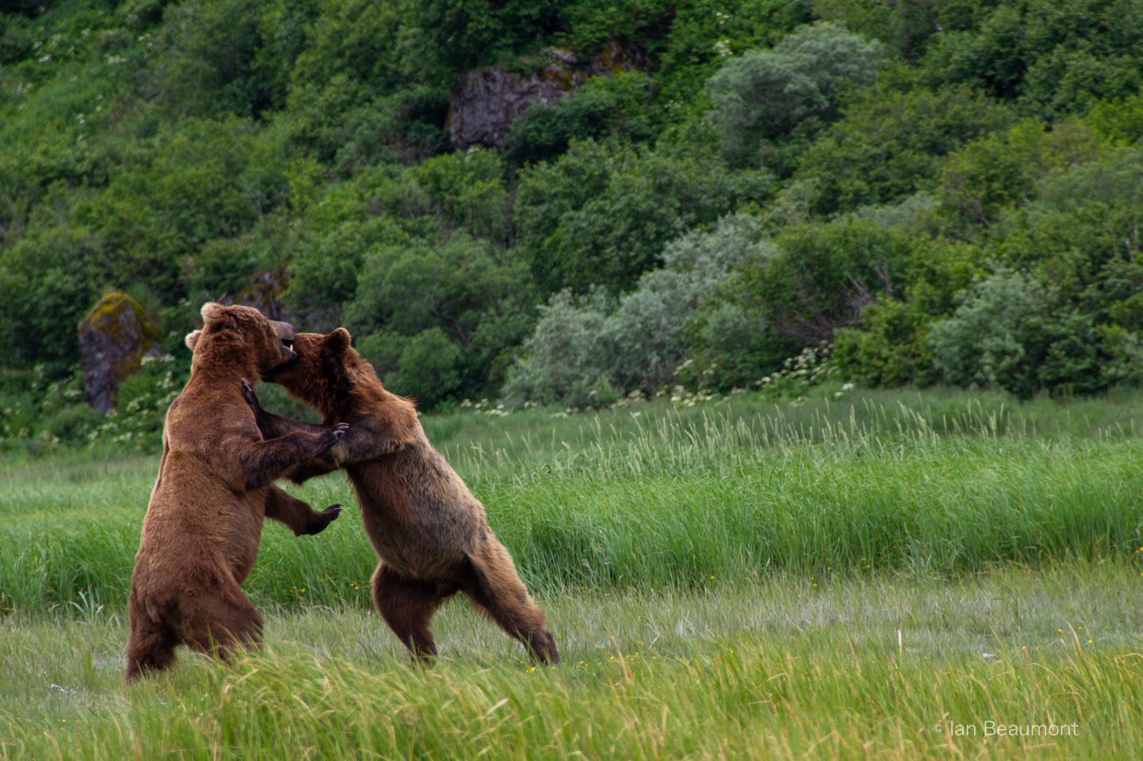 A Heart­warm­ing En­counter in the Wild: The Tale of Two Bear Cubs