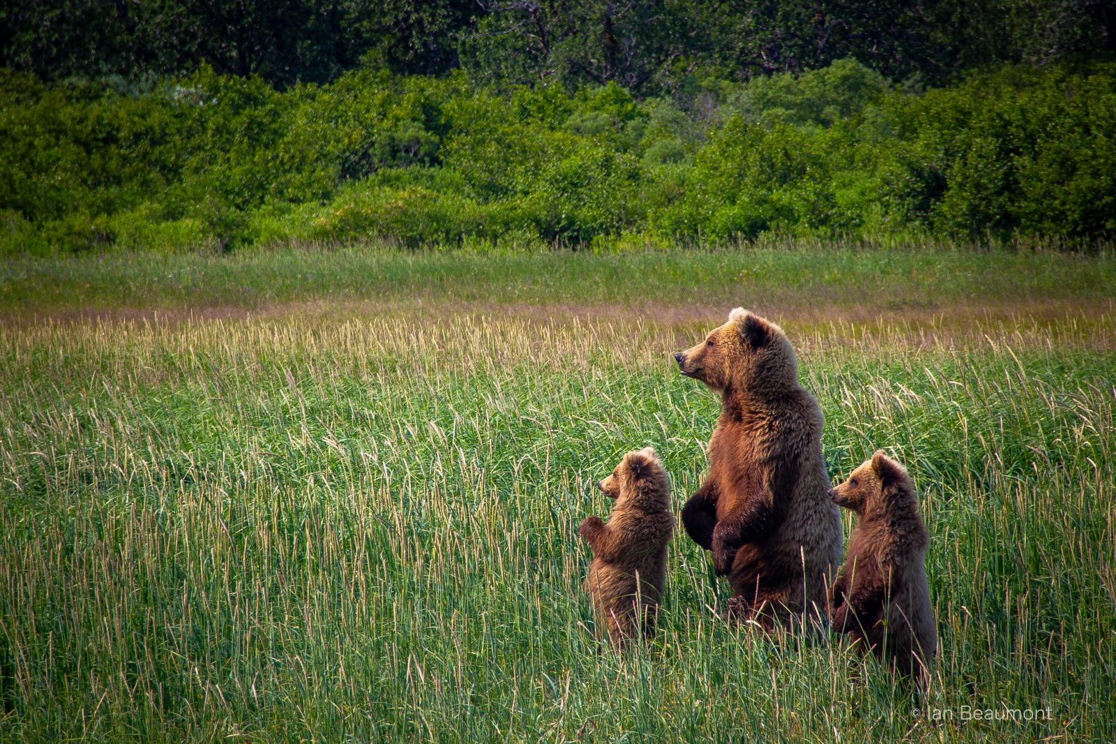 Discover the Ultimate Bear Viewing Experience at Our Remote Alaskan Lodge Discover the Ultimate Bear Viewing Experience at Our Remote Alaskan Lodge