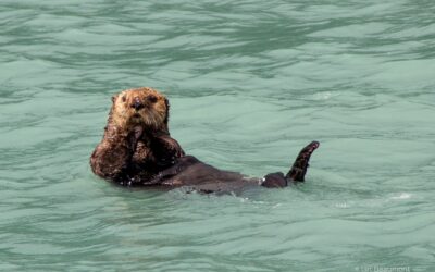Sea Otters in Kat­mai Na­tion­al Park: A De­light­ful Yet Com­plex Tale