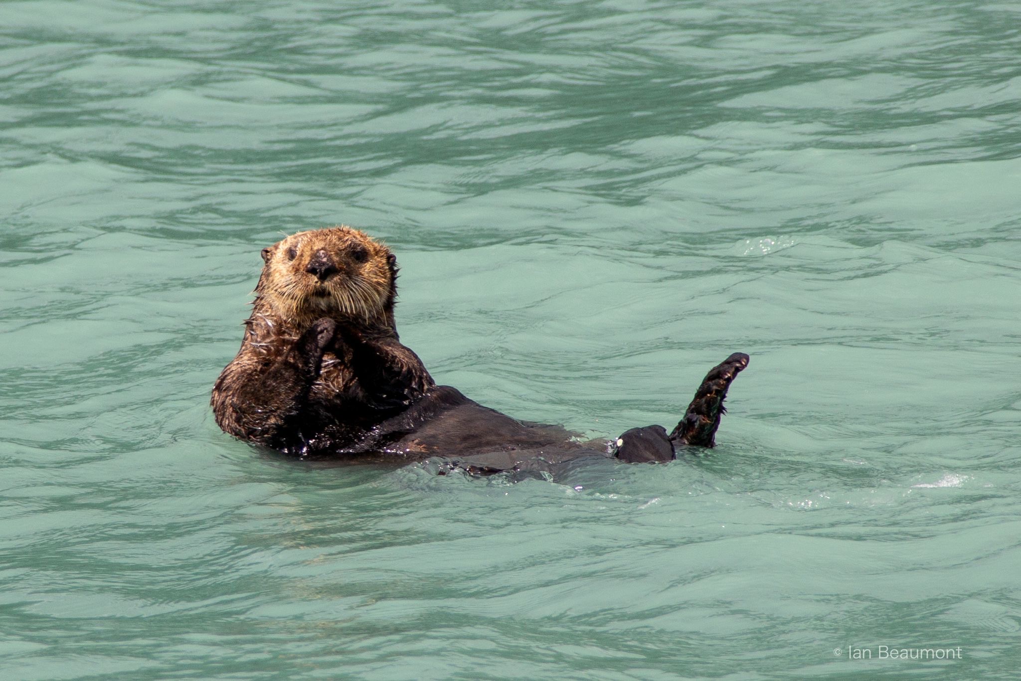Sea Otters in Katmai National Park: A Delightful Yet Complex Tale Sea Otters in Katmai National Park: A Delightful Yet Complex Tale