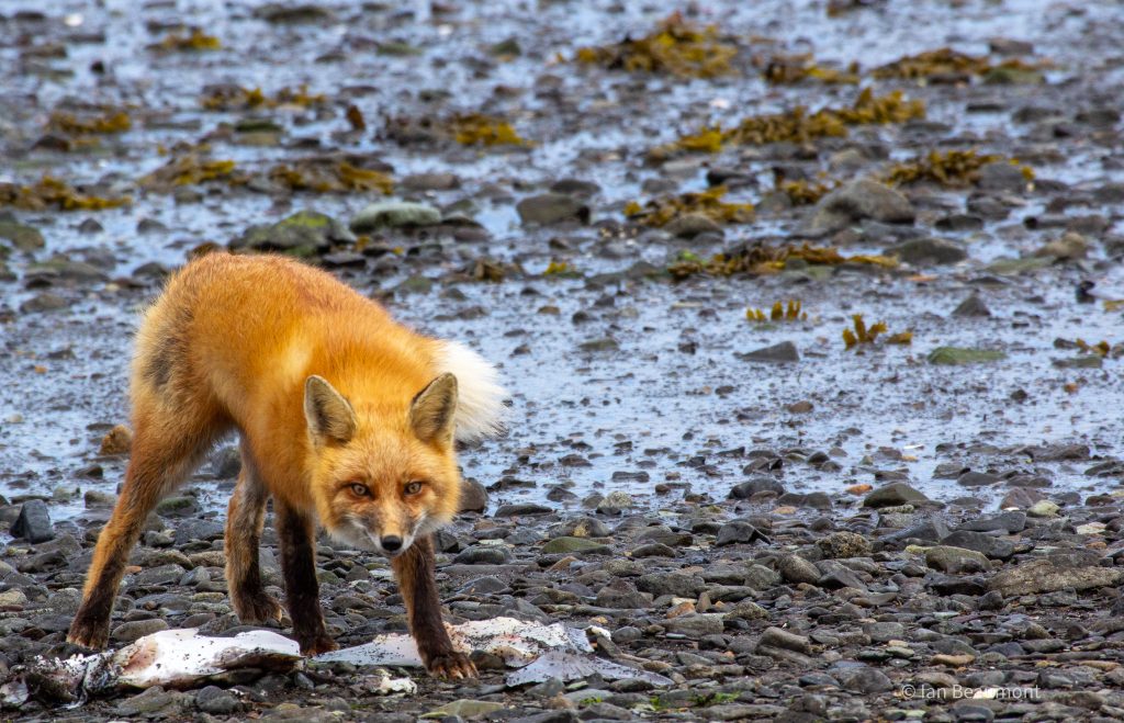 red fox trots along the shore­line, katmai wilderness lodge