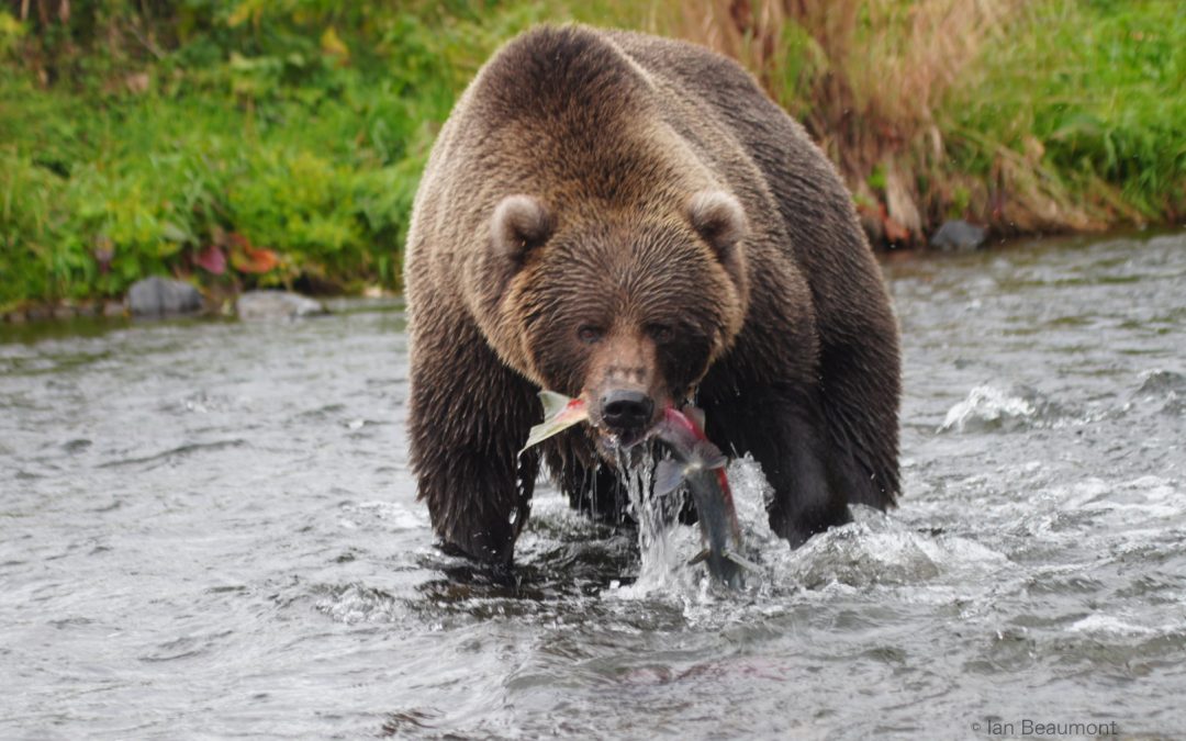 The Best Time for Salmon Runs in Coastal Katmai Na­tion­al Park: What to Ex­pect at Our Lodge